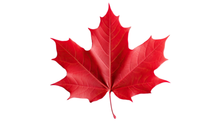Red maple leaf isolated on transparent or white background