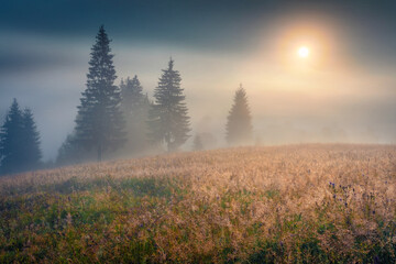 Sun's rays broke through the thick fog and illuminats  picturesque mountain meadow landscape. Unbelievable morning scene of Carpathians pasture. Beauty of countryside concept background.