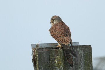 A hunting Kestrel, Falco tinnunculus, perching on a fence post in a meadow.
