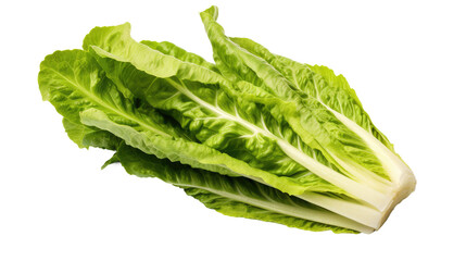 Romaine lettuce isolated on a white and transparent background