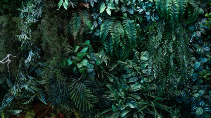 Obraz na płótnie Canvas Creative nature wall background, tropical leaf banner or floral jungle pattern concept.