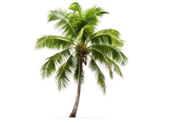 Fototapeta na wymiar Palm Frond Majesty: The Coconut Tree isolated on transparent Background