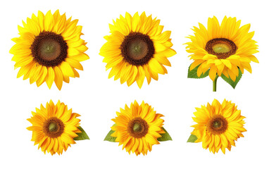Sunflower Ensemble Compilation isolated on transparent Background