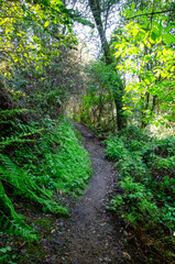 Obraz premium Pomo Canyon, Northern California