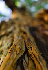 Pomo Canyon, Northern California