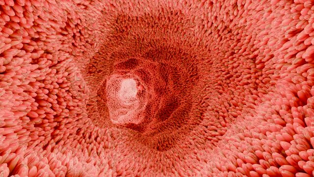 intestinal villi.Red microvilli in a intestinal tract. close-up, Microbiology, anatomy, biology, science, medicine, medical and healthcare concepts, Digestive system, epithelial cells, 3D Render