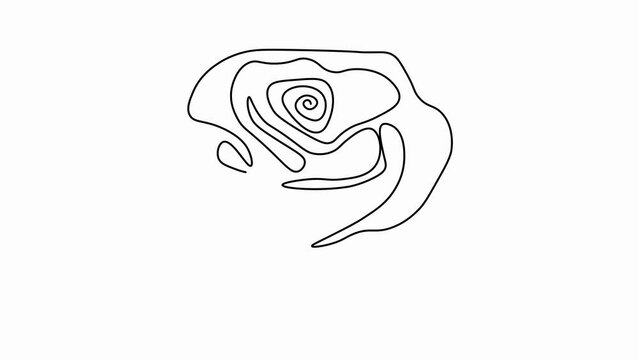 Self drawing animation with one continuous line draw,
an emerging rose, a spring flower, a symbol of love