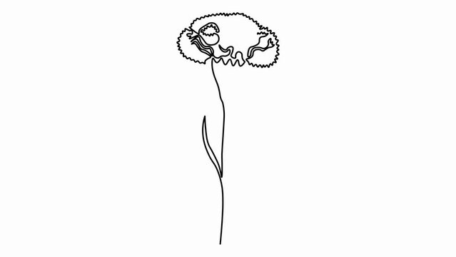 Self drawing animation with one continuous line draw,
The appearance of carnation flower