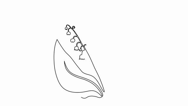 Self drawing animation with one continuous line draw,
The appearance of the lily of the valley flower