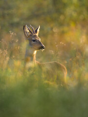 Reh (Capreolus capreolus)