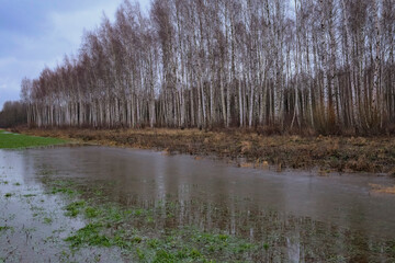 row of bare birch trees. Water from melted snow on agricultural field. Latvia countryside landscape.