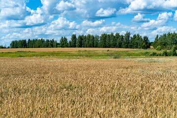 A field of ripe golden wheat.