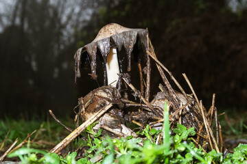 Mycena polygramma toxic poisonous mushroom