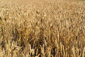 A field of ripe golden wheat.