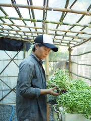 gardener in green house check his vegatable and sunflower sprout healthy food happy farmer