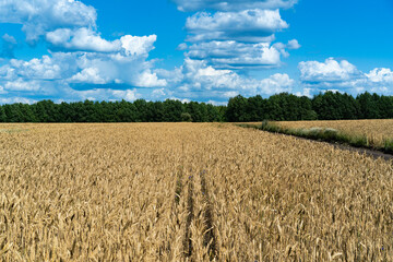 Naklejka premium A field of ripe golden wheat.