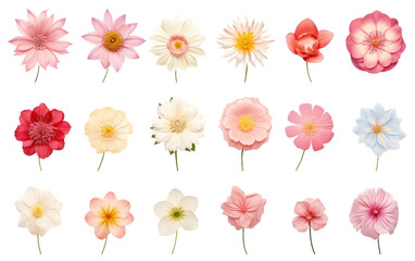 Fototapeta na wymiar Blooming Beauty: Exploring the World of Flowers isolated on transparent Background