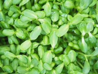 sunflower sprout green plants ready to cook