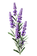 Lavender flower stems with leaves isolated on white background