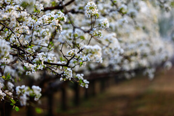 Blooming pear flower, very beautiful
