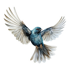 Blue bird flying isolated on white background