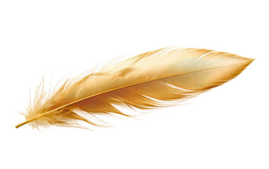 Peafowl Feather isolated on transparent Background