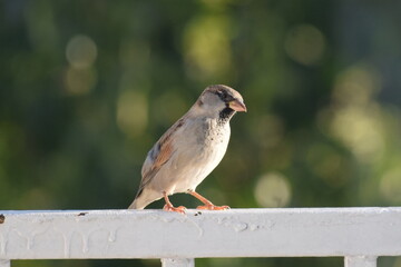 sparrow on the fence