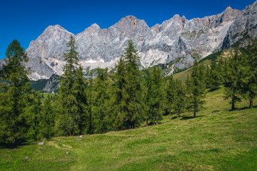 Fototapeta na wymiar Alpine scenery with high mountains and green larch forest, Austria