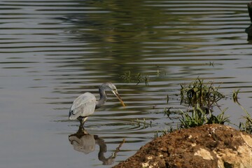 great blue heron