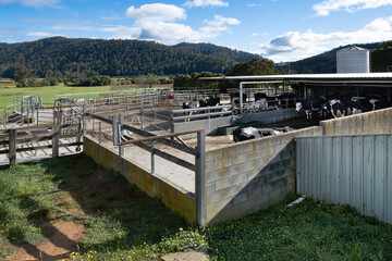 Open-air cow shed on a dairy farm in central Tasmania, Australia