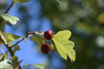 red hawthrone on a branch