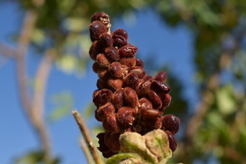 macro shot of sumac bunch