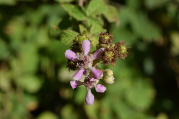 blackberry flower macro shot