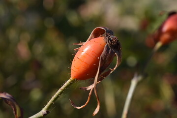 Close-u rosehip
