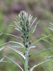 Heath Cudweed, Omalotheca sylvatica, also called Gnaphalium sylvaticum, wild plant from Finland