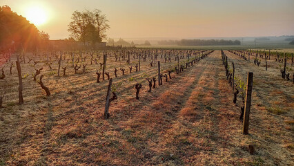 winter vines under the morning fog rows of grapevines during the fall with no leaf growth on the vines - obrazy, fototapety, plakaty