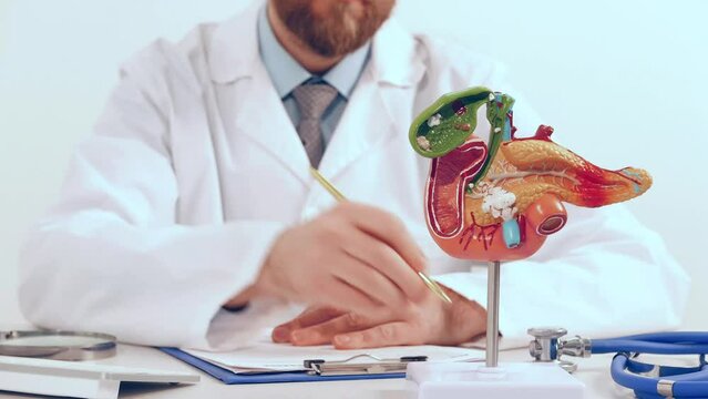 Doctor work in office with anatomical model pancreatic 
