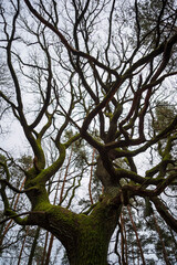 tree and sky
