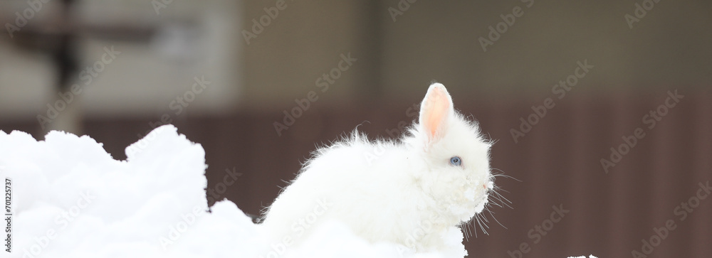 Wall mural cute young white rabbit in winter - Wall murals