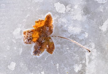 Gefrohrenes Blatt und Schnee