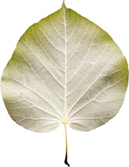 Autumn leaf isolated on transparent background. PNG