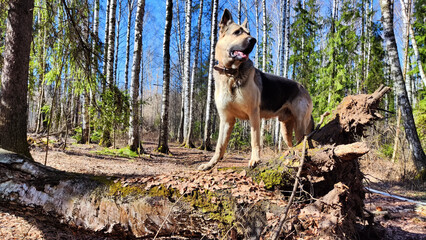Dog German Shepherd in the green forest in summer, spring or autumn season. Russian eastern European dog veo walk on nature landscape