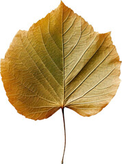 Leaf isolated on transparent background. PNG