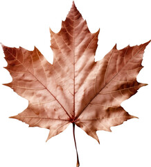 Naklejka na ściany i meble Autumn maple leaf isolated on transparent background. PNG