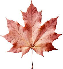 Autumn maple leaf isolated on transparent background. PNG