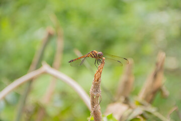 dragonfly on a branch