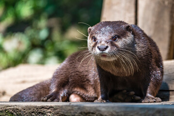 A young otter out of the water is sunbathing. She looks into the camera.
