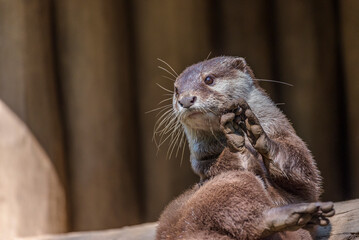 A young seated otter plays with her paws while looking at the camera.
