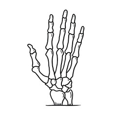 hand skeleton bone vector illustration