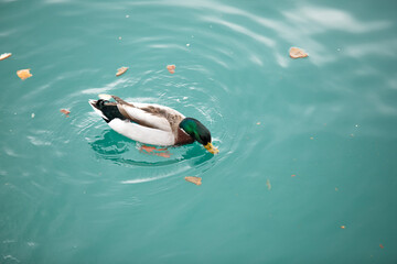 Wild ducks swim in the water, nature.